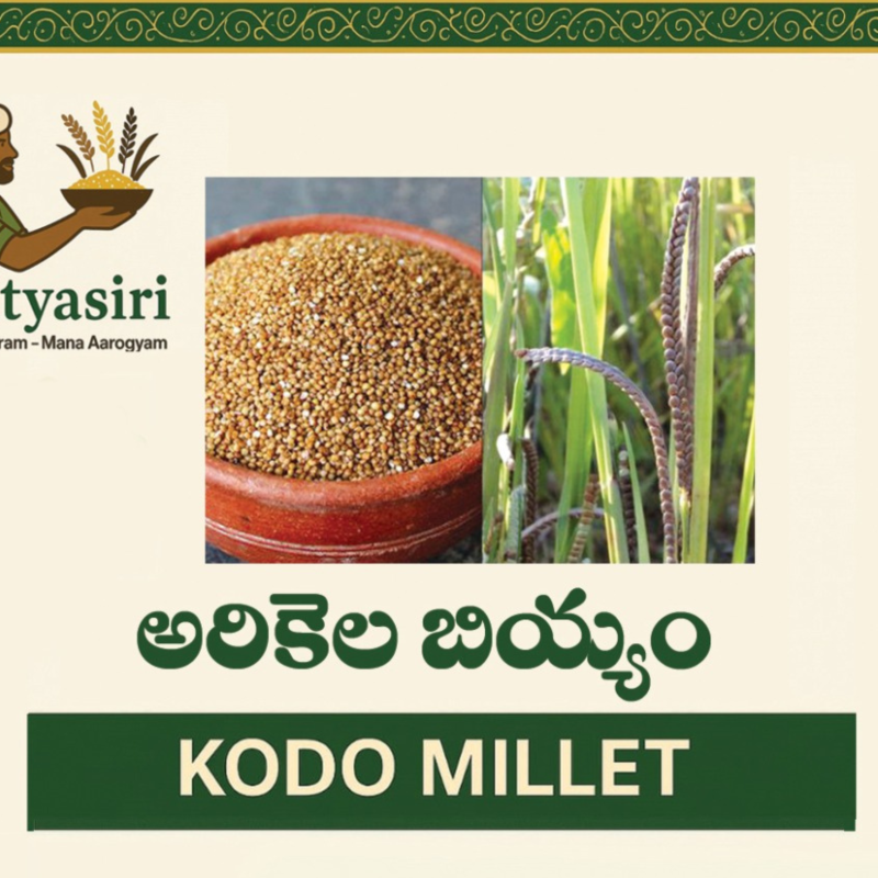 Kodo Millet (Arikelu)